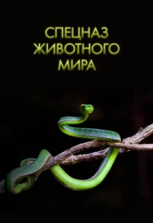 Спецназ животного мира | Animal Special Forces