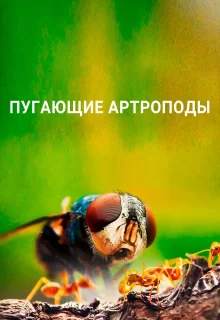 Пугающие артроподы | Creepy Crawlies